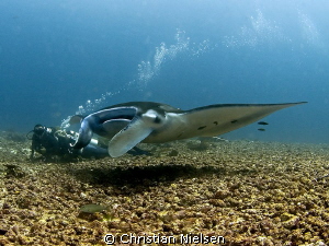 Manta ray in strong current (watch bubbles) and divers ly... by Christian Nielsen 